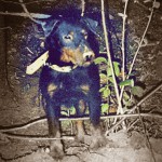 1424556_252772208208622_749532816_n