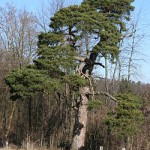 250px-Obersulm_Zigeunerfohrle_20080216