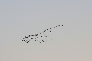 povratak divljih gusaka