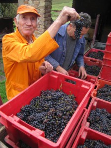 Jur10D0i1070_berba-2309146