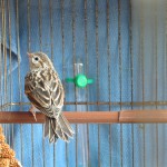 UHVATITI PTICU NEZNANKU